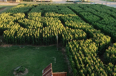 Hall's Pumpkin Farm & Corn Maze